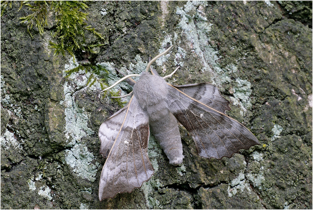 Poplar Hawkmoth