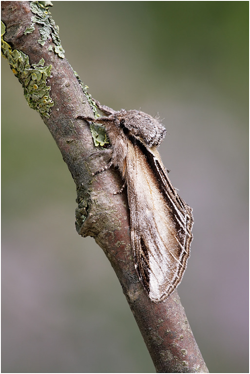 Swallow Prominent