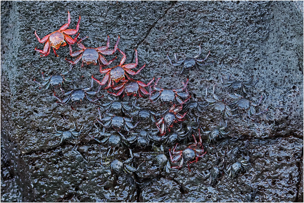 Sally Lightfoot Crabs, Galapagos Islands