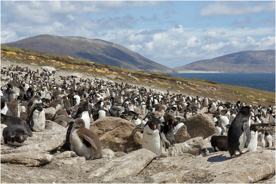 Rockhopper colony