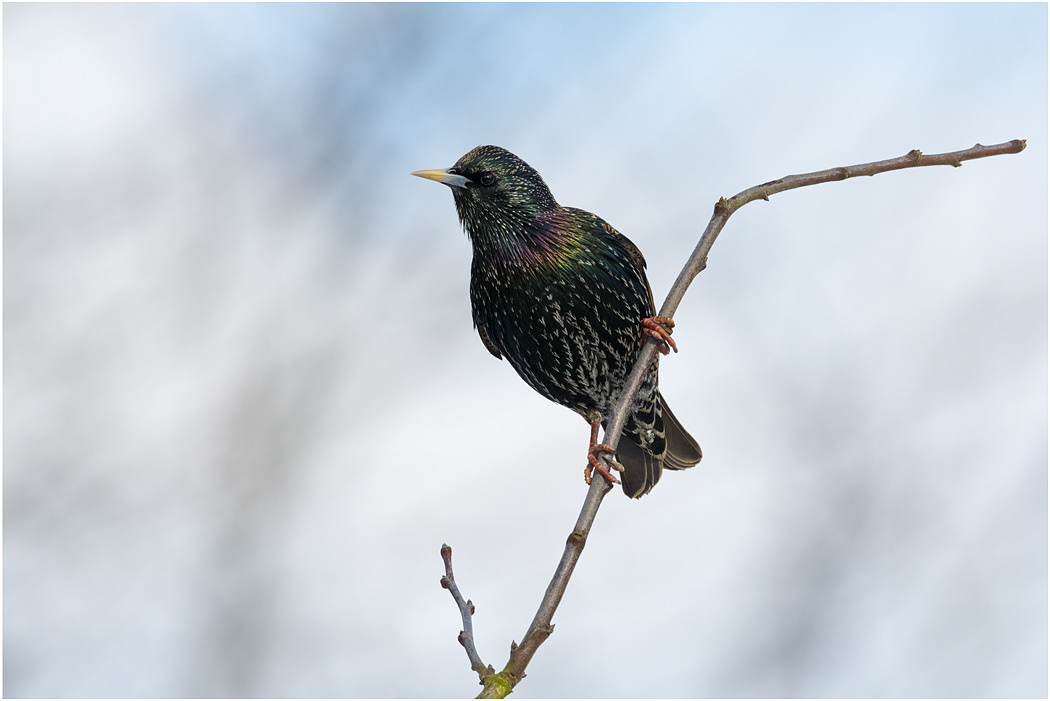 Starling in Winter