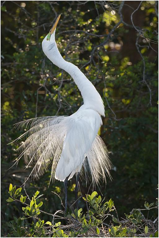 Great Egret displaying, Florida, USA