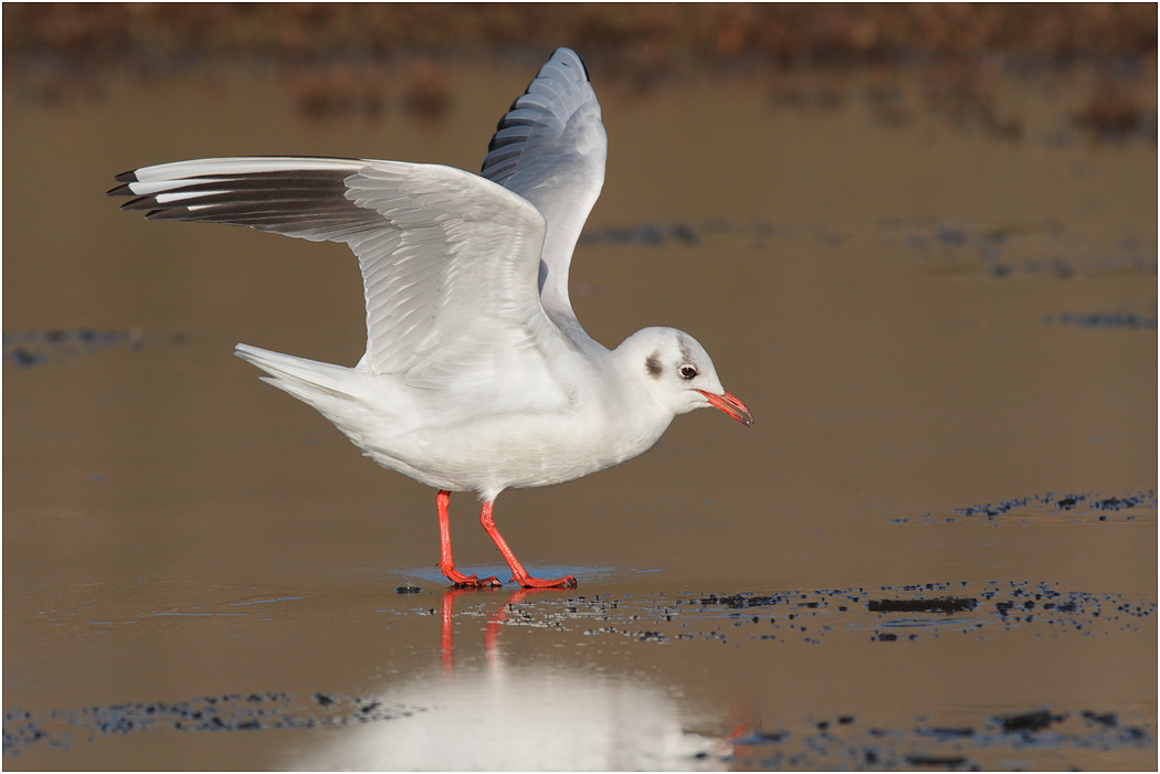 Black-headed Gull on ice