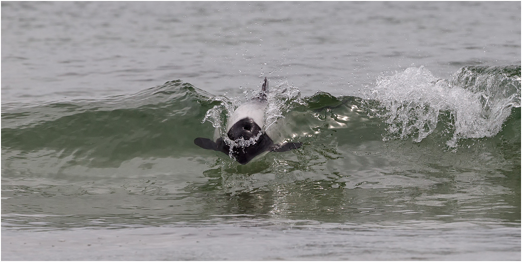 Commerson's Dolphin