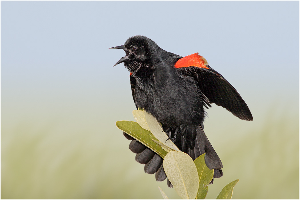 Red-winged Blackbird in song, Florida, USA