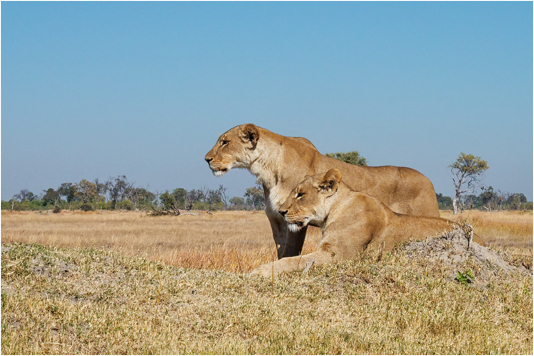 Two Lioness Sisters - Botswana