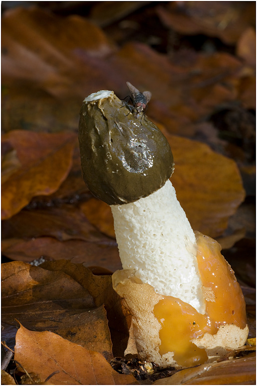 Devil's Stinkhorn - Phallus impudicus