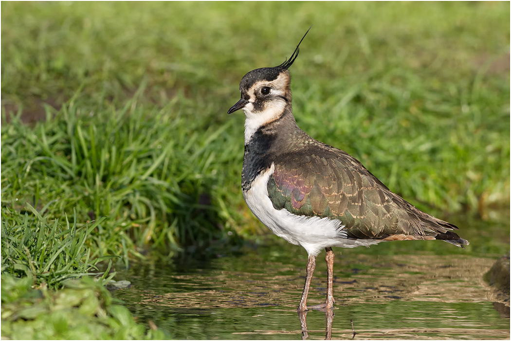 Lapwing, Norfolk