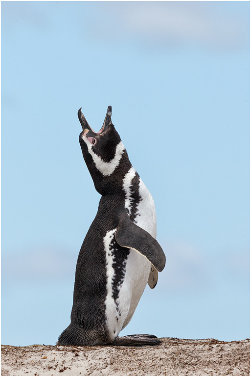 Magellanic Penguin calling