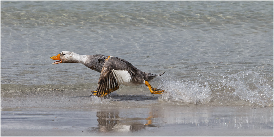Falklands Steamer Duck