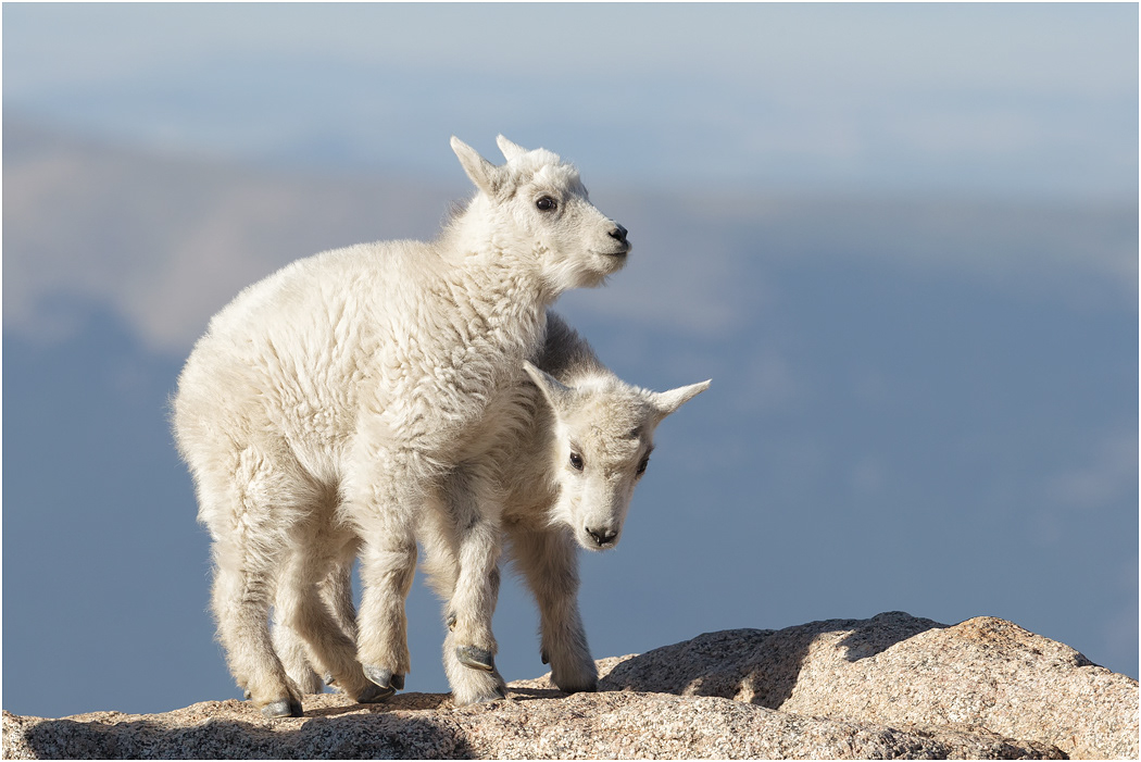 Mountain Goat kid twins, Colorado, USA