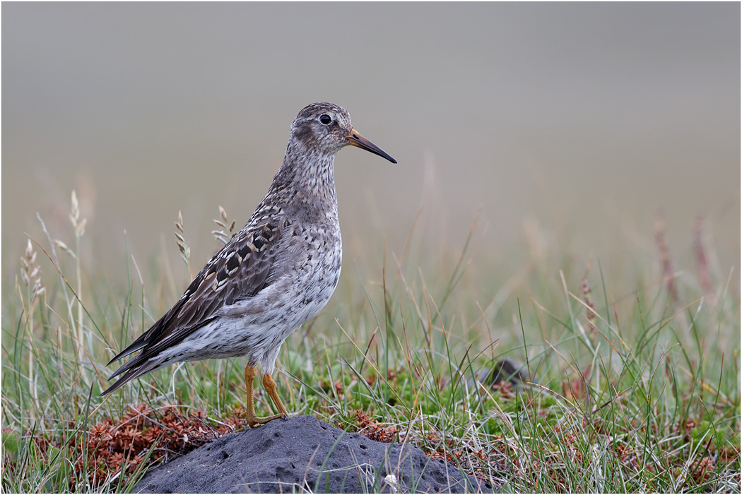 Purple Sandpiper, Iceland