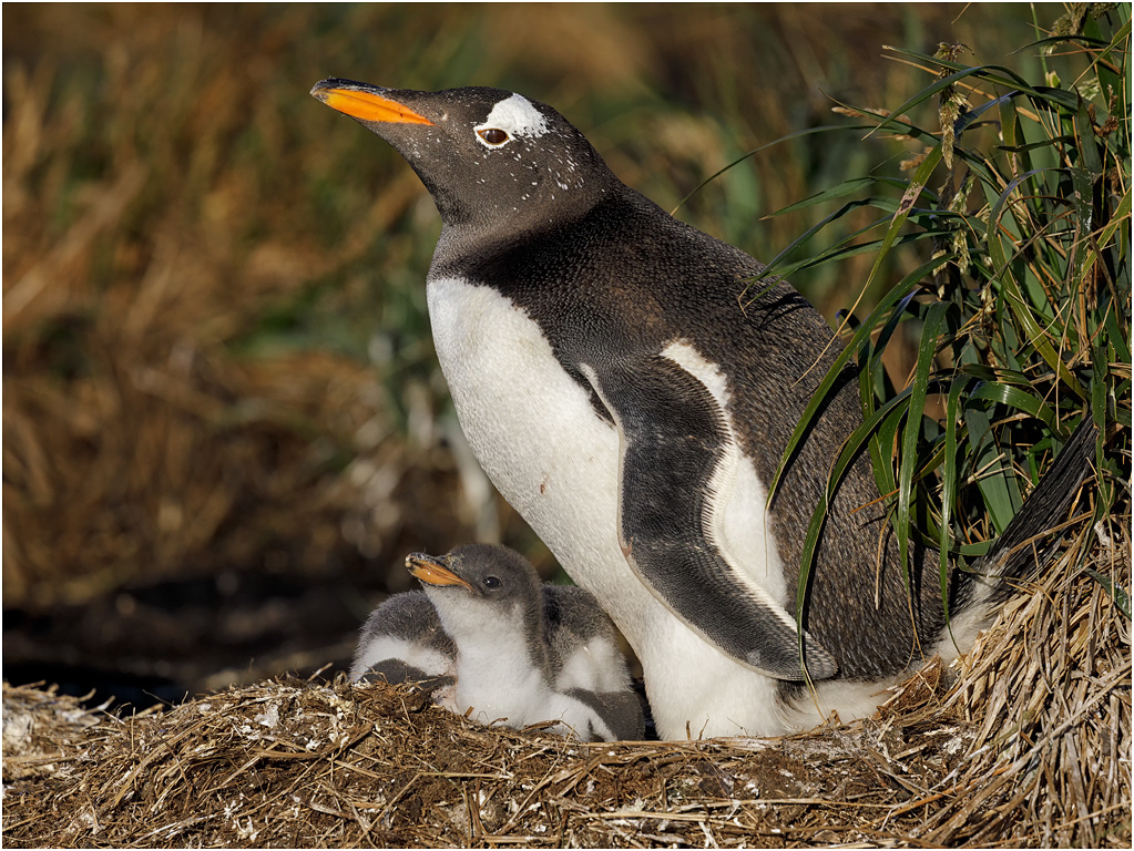 Gentoo Penguin and chick
