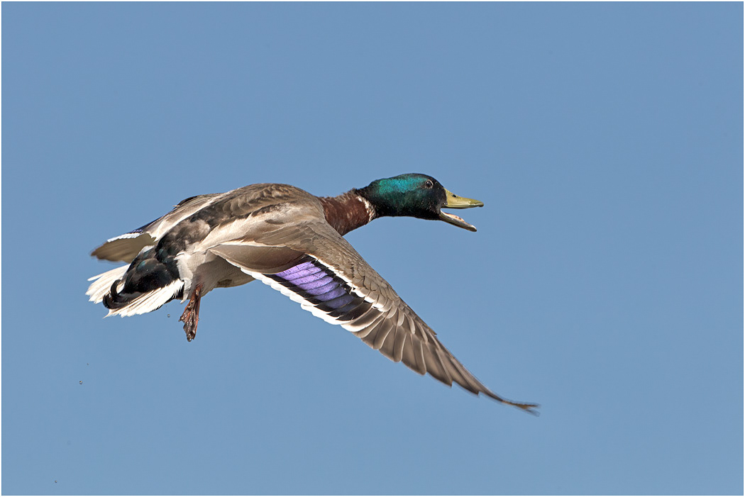 Mallard Drake in flight