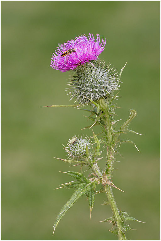 Spear Thistle