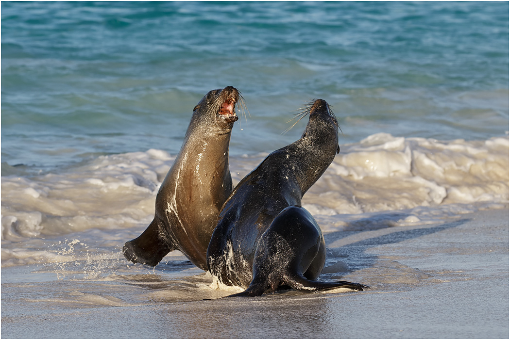 Galapagos Sea Lions  - males fighting