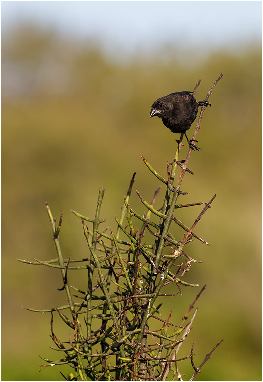 Sharp-beaked Ground Finch, Galapagos Islands