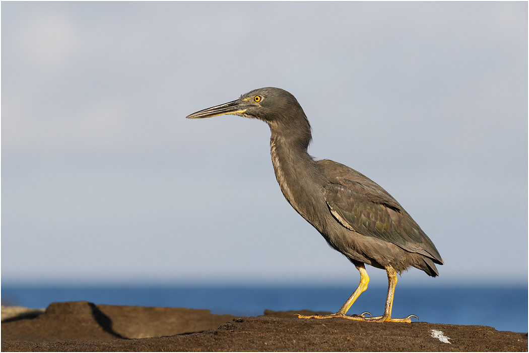 Lava Heron, Galapagos Islands