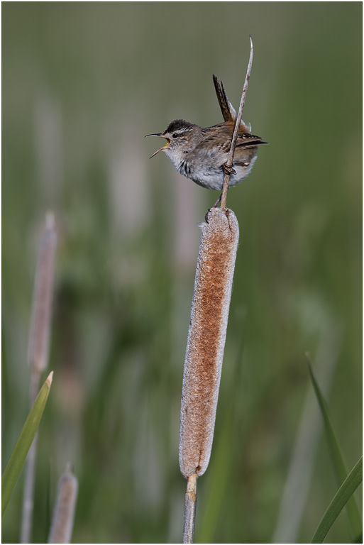 Marsh Wren displaying, BC, Canada