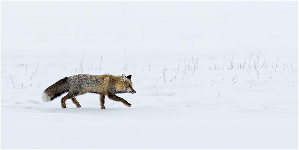 Red Fox (red-black phase), Yellowstone NP, USA