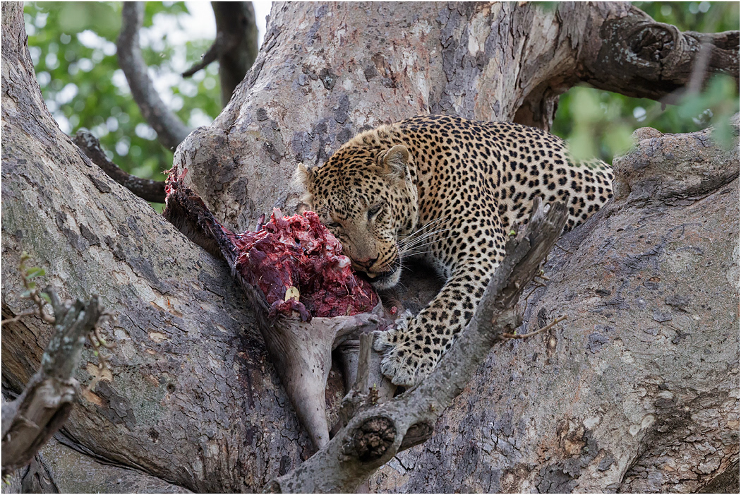 Leopard feeding on Wildebeest (in the central tree in the previous image) - Central Serengeti, Tanzania