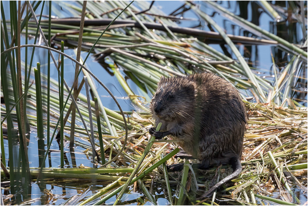 Muskrat eating, British Columbia, Canada