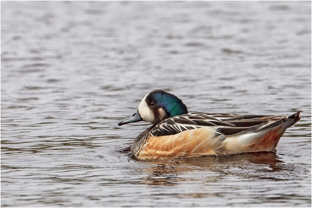 Chiloe Wigeon