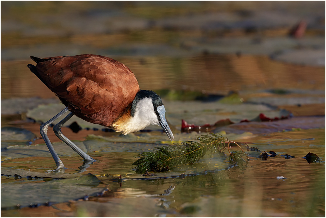African Jacana - Chobe River, Botswana