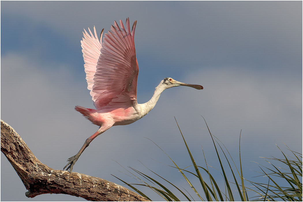 Roseate Spoonbill lifting off, Florida, USA