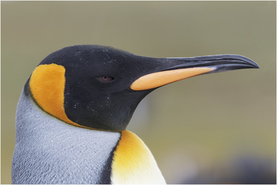 King Penguin in the rain