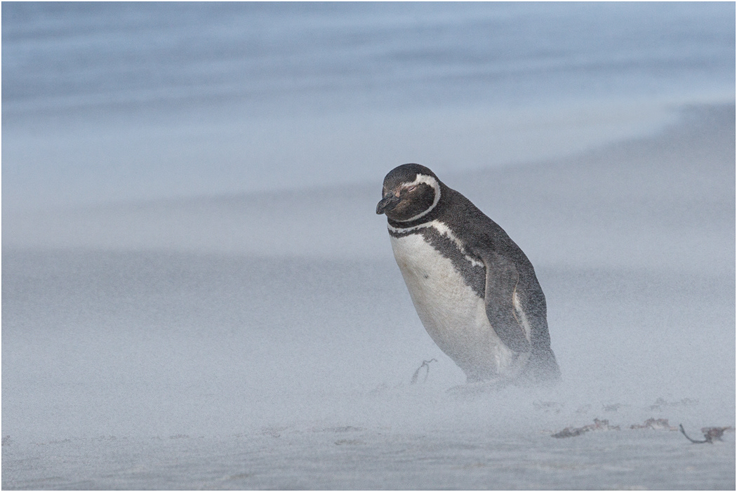 Magellanic Penguin struggling through a sandstorm
