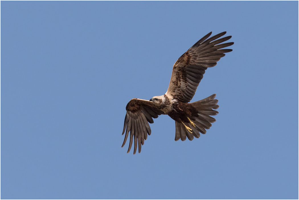 Marsh Harrier female