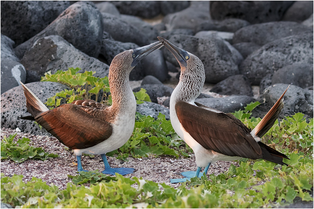 Blue-footed Booby courtship display, Galapagos Islands