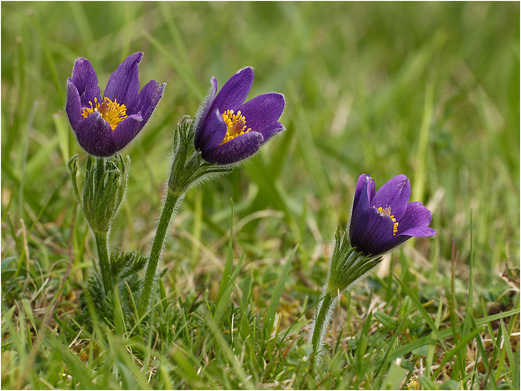 Pasqueflower