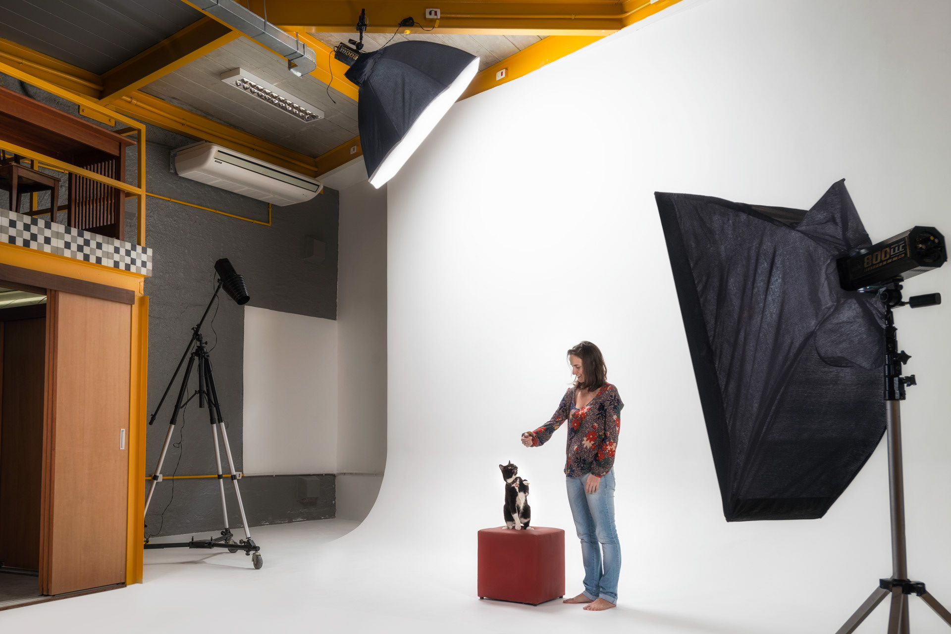 Pet photography with cyclorama background. Model: Pingo.