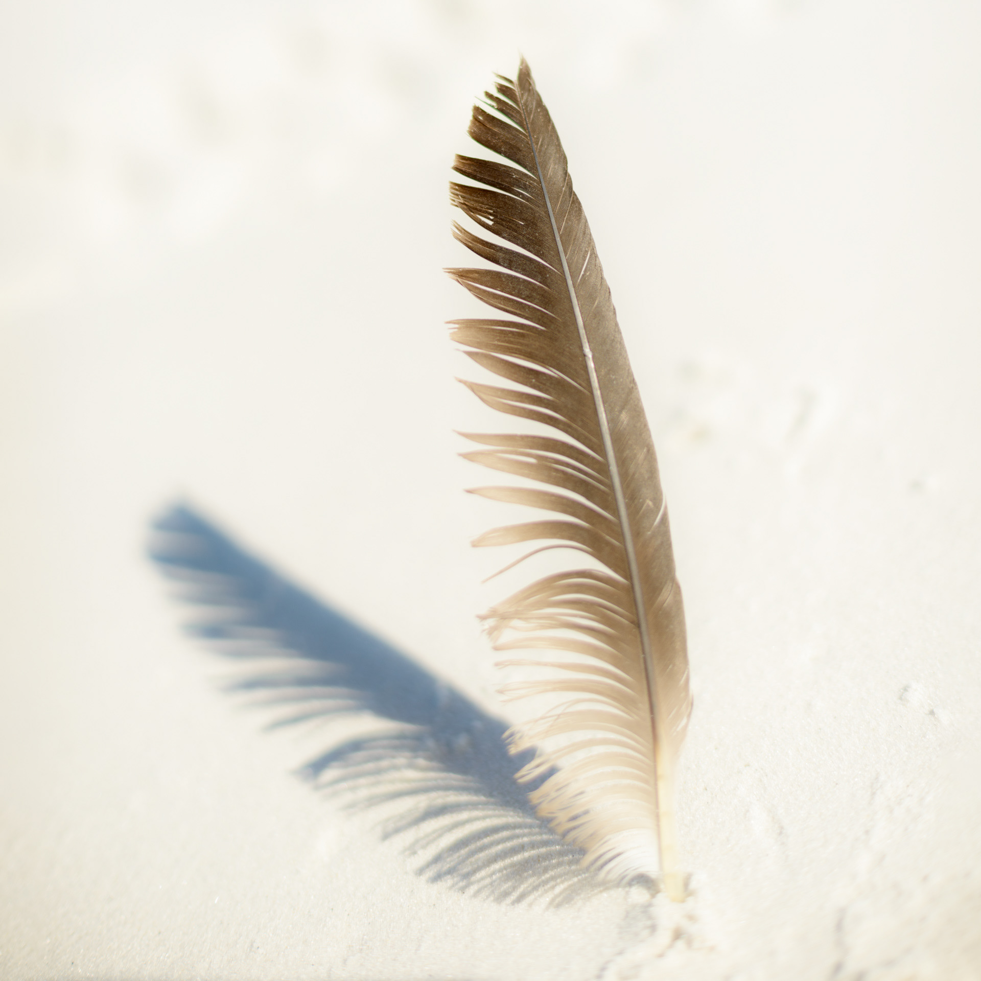 La plume
