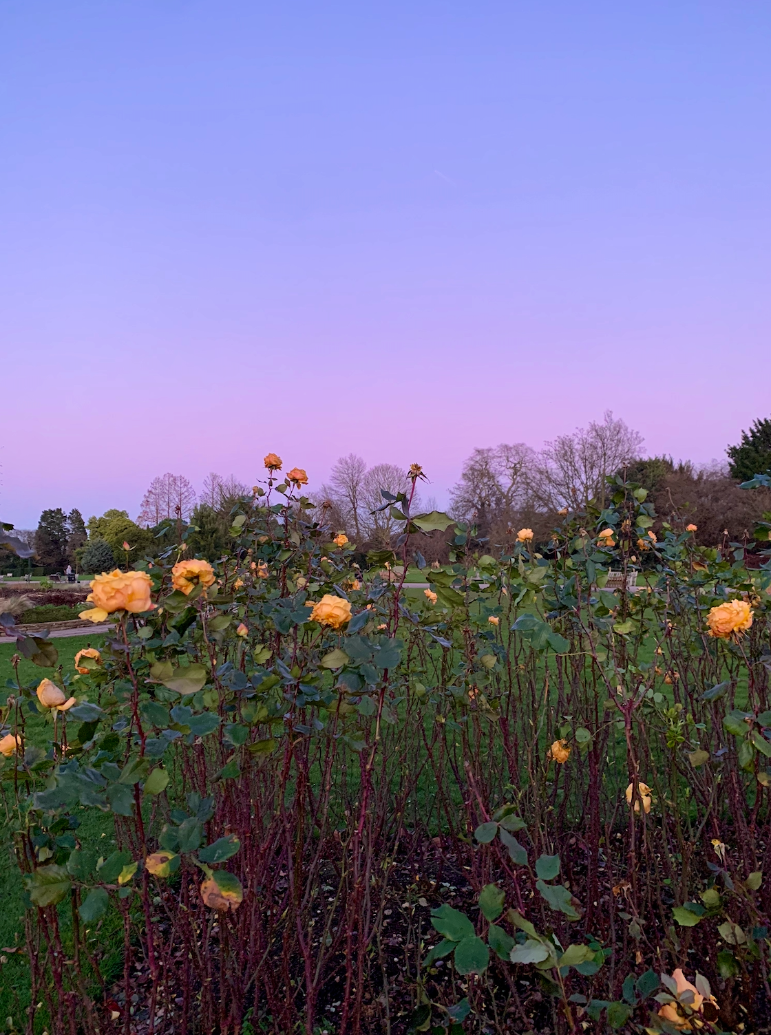 Regents park