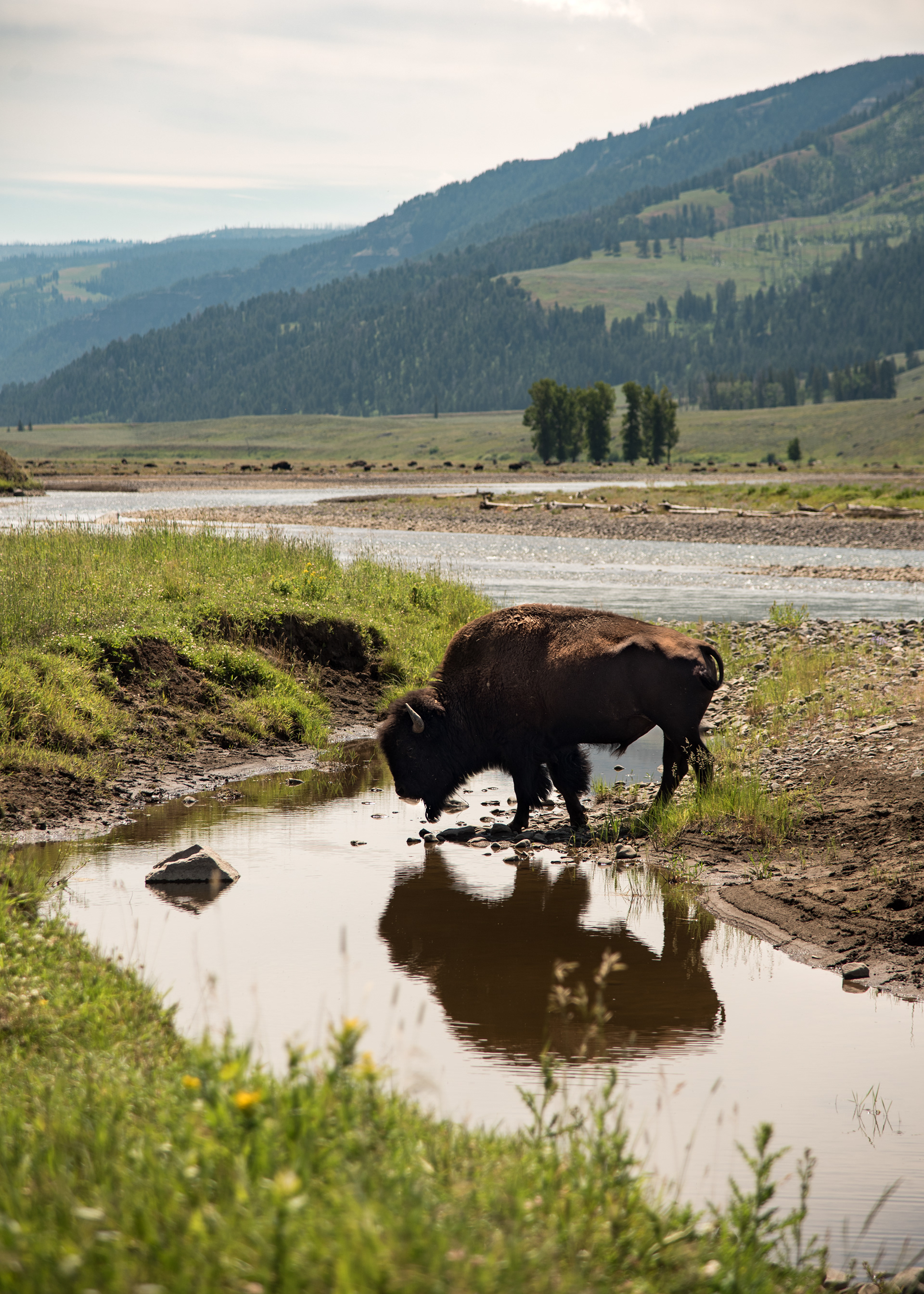 Yellowstone National Park, Wyoming