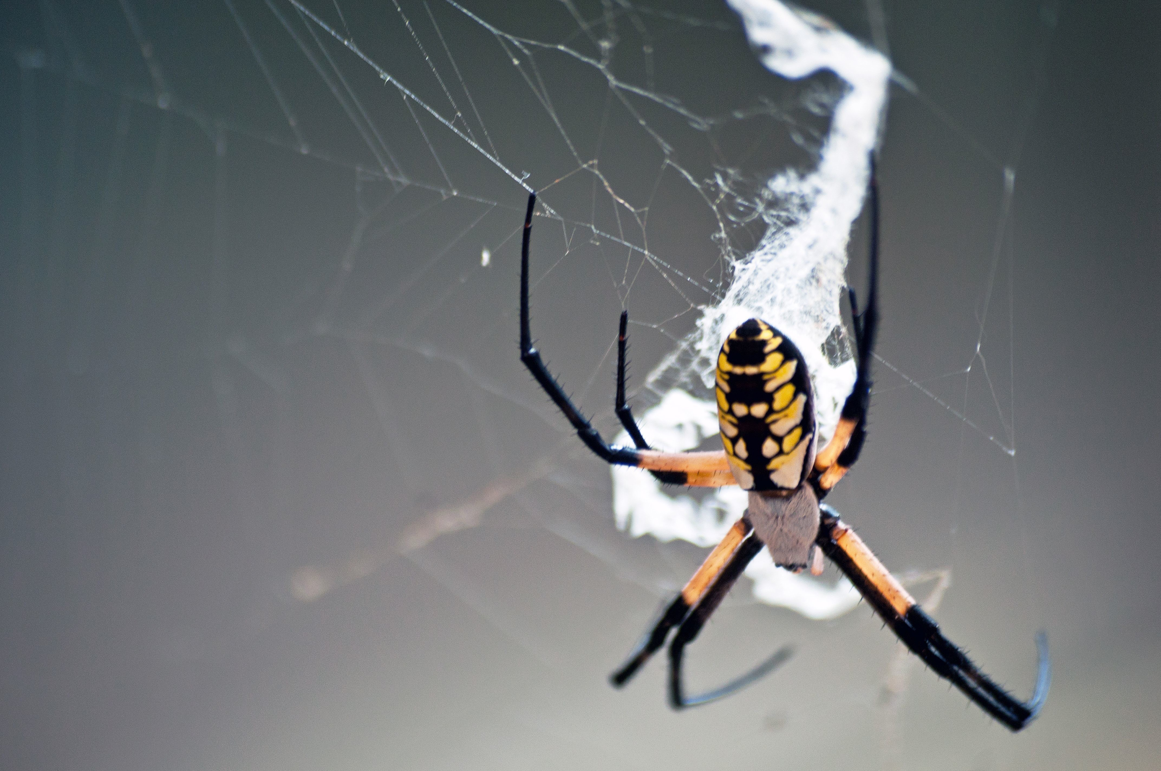Spider's Web