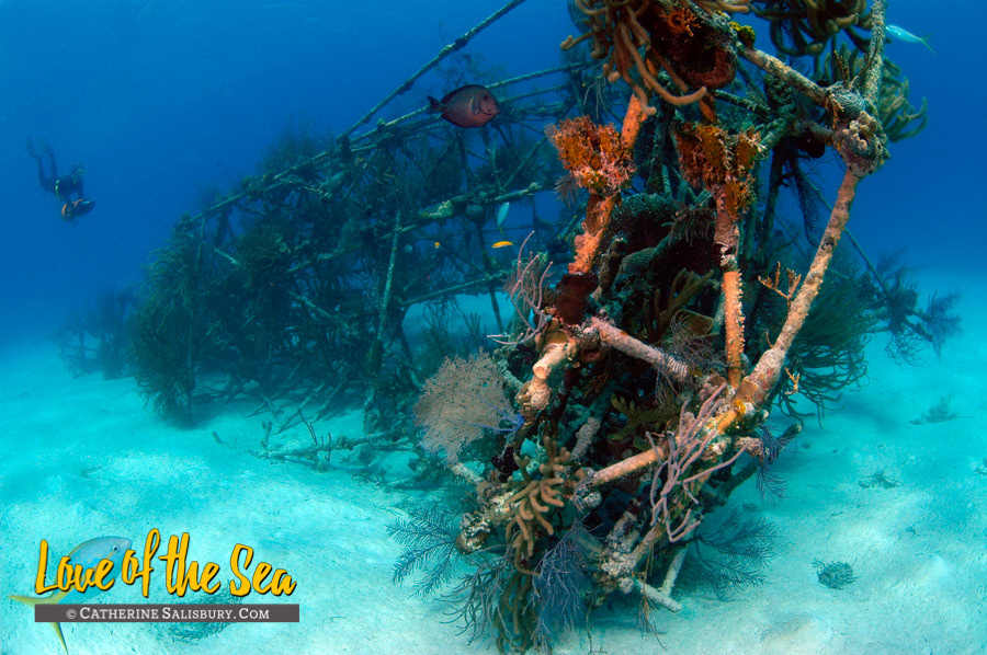 Vulcan Bomber, New Providence BAHAMAS by Cathy Salisbury
