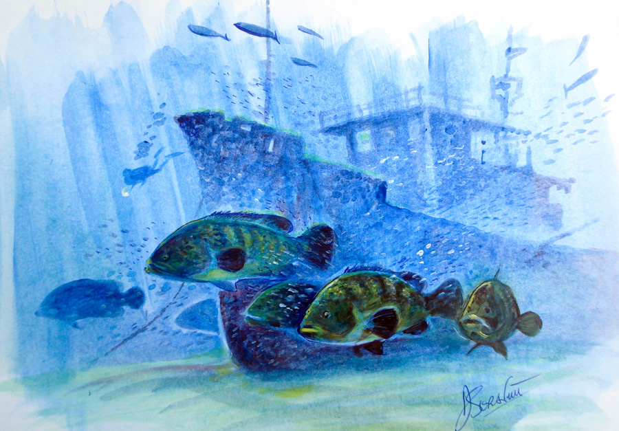 Goliath groupers on the Anna Cecilia wreck in Palm Beach Florida by Dominique Serafini