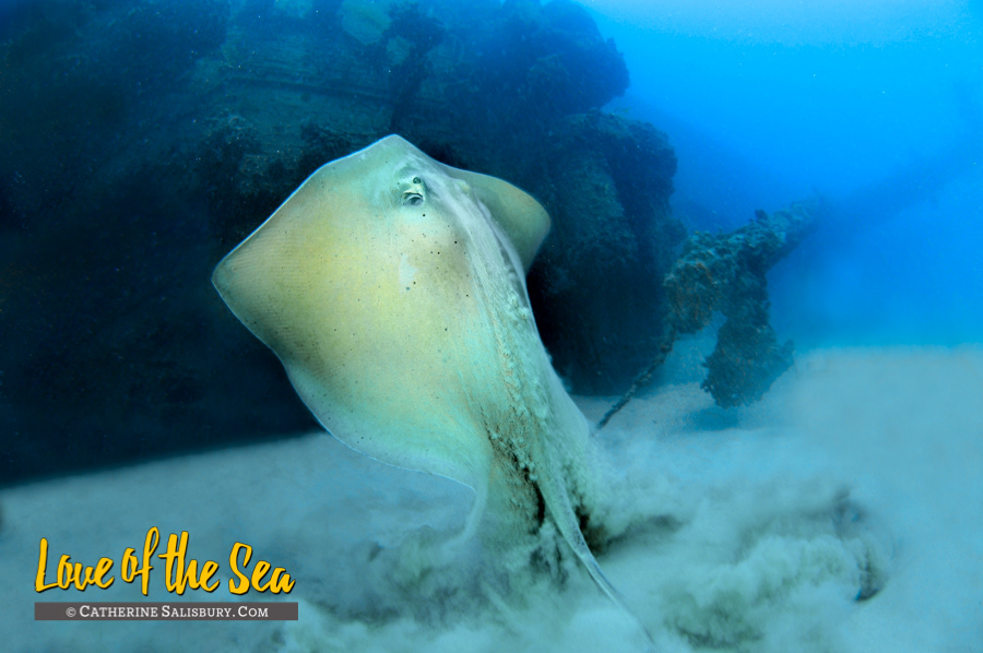 The Chikuzen - British Virgin Islands shipwreck by Cathy Salisbury