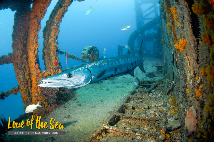 The Wit Shoal (USS LST-467) shipwreck, St Thomas USVI by Cathy Salisbury
