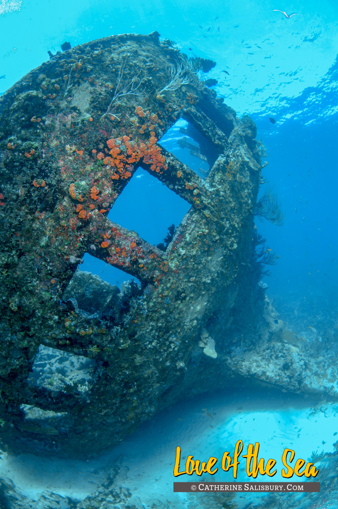 The Paramatta, Anegada - British Virgin Islands by Cathy Salisbury
