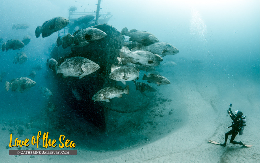 Goliath Groupers spawning next to the Anna Cecilia wreck, Palm Beach, Florida by Cathy Salisbury