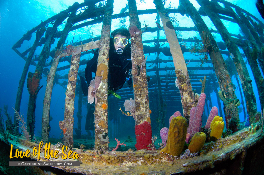 The Willaurie, New Providence BAHAMAS by Cathy Salisbury