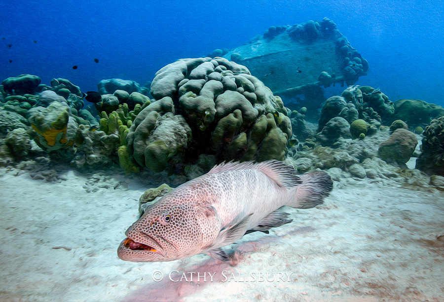 La Manchaca, Bonaire by Cathy Salisbury