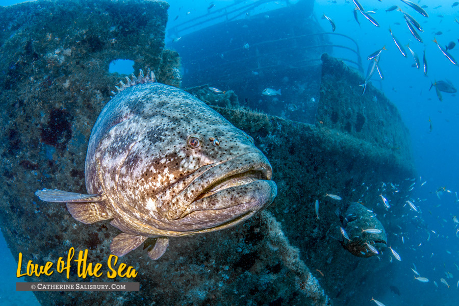 Goliath Grouper on the Anna Cecilia shipwreck, Palm Beach FLORIDA by Cathy Salisbury