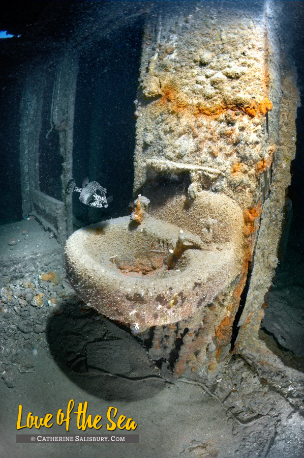 The Wit Shoal (USS LST-467) shipwreck, St Thomas USVI by Cathy Salisbury