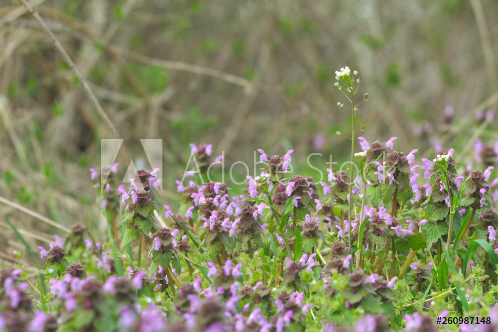 Die purpurrote Taubnessel blüht am Hutberg in Herrnhut